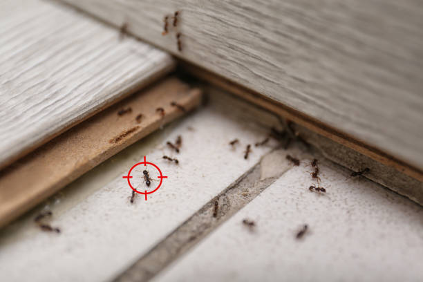 Best Best Pest Control Companies  in Burnt Store Marina, FL