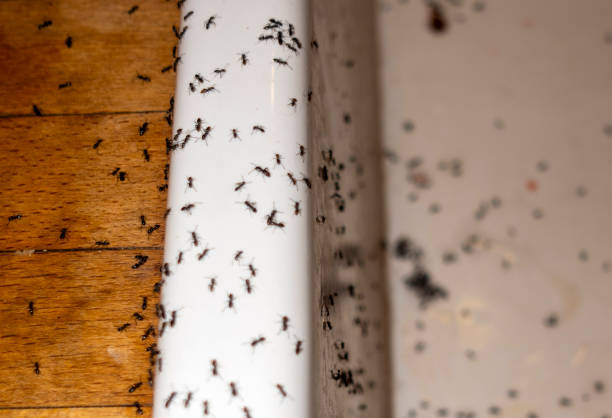 Best Flea Control Services  in Burnt Store Marina, FL