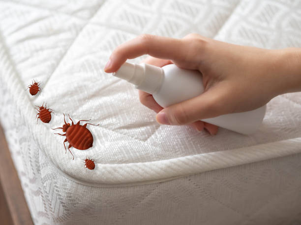 Best Mosquito Control Services  in Burnt Store Marina, FL